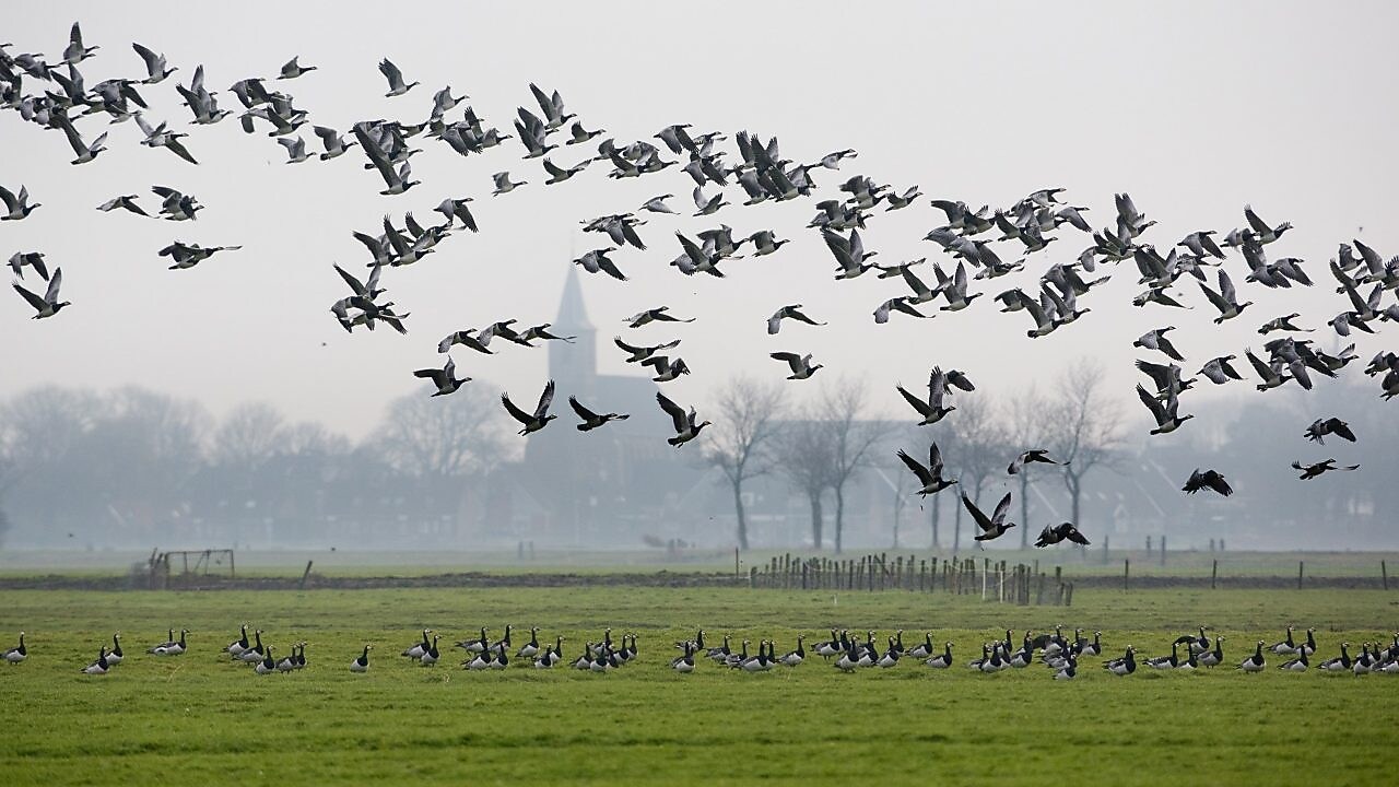Ganzen vliegen over weiland