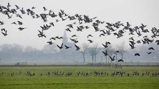 Ganzen vliegen over weiland