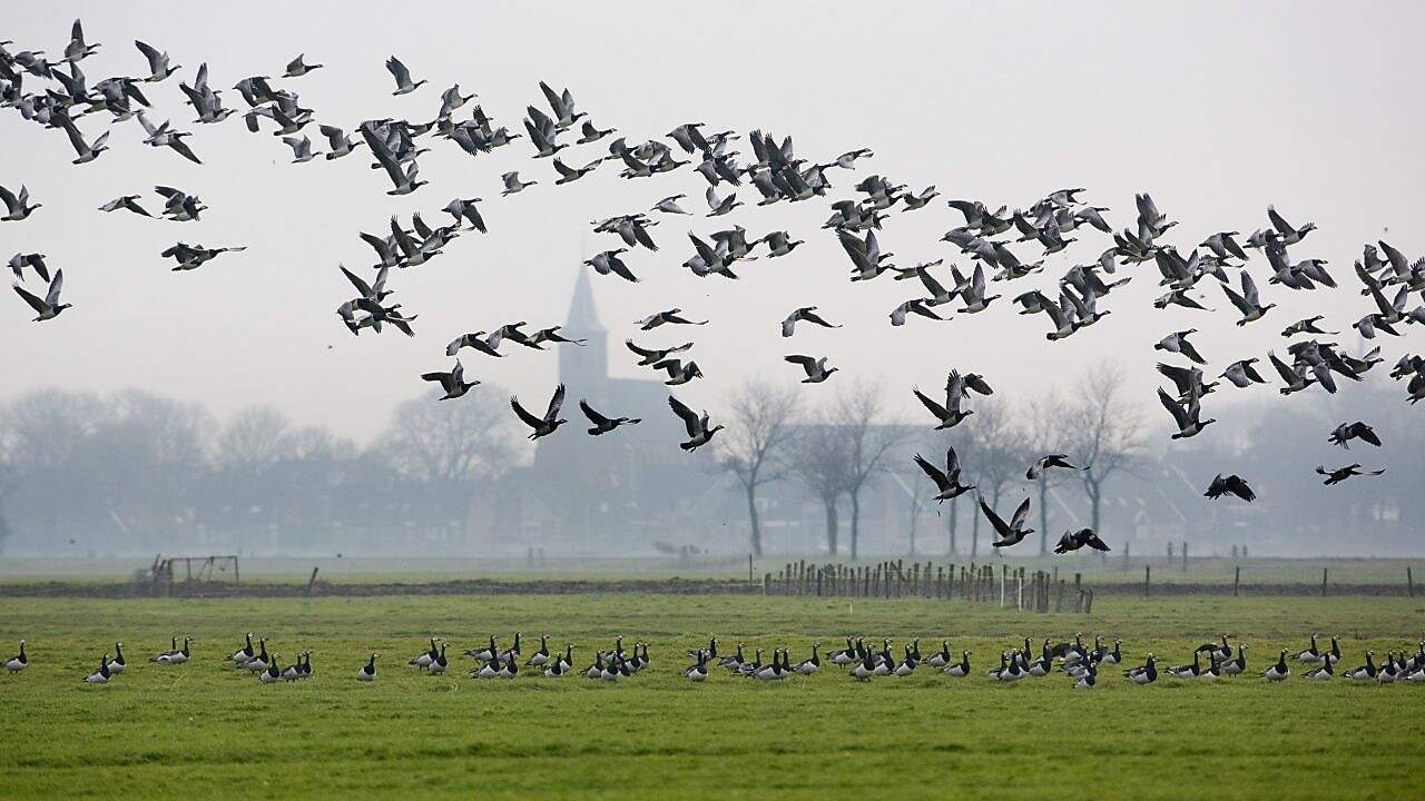 Ganzen vliegen over weiland