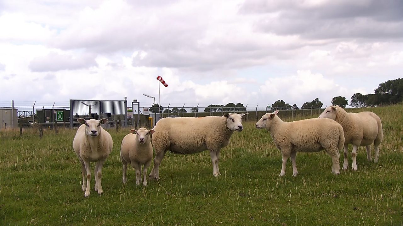 Schapen in het gras, bij een hek
