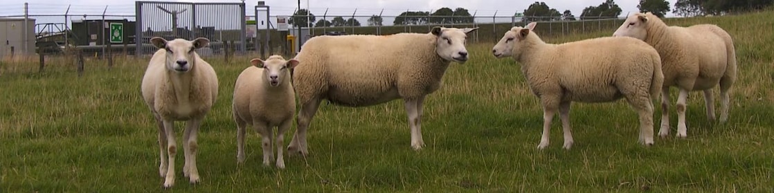 Schapen in het gras, bij een hek