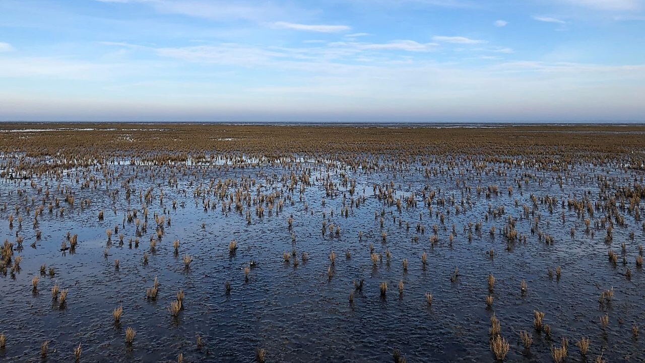 Kwelder in waddengebied