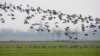 Een meisje houdt een slakkenhuis achter een vergrootglas