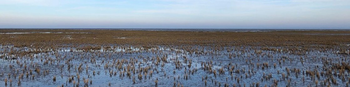Kwelder in waddengebied