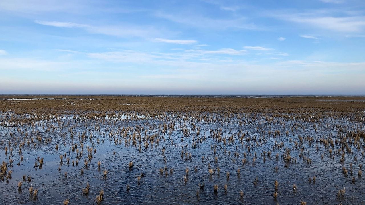 Kwelder in waddengebied