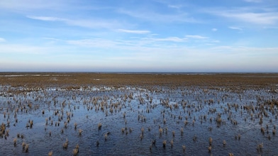 Kwelder in waddengebied