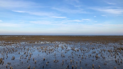 Kwelder in waddengebied