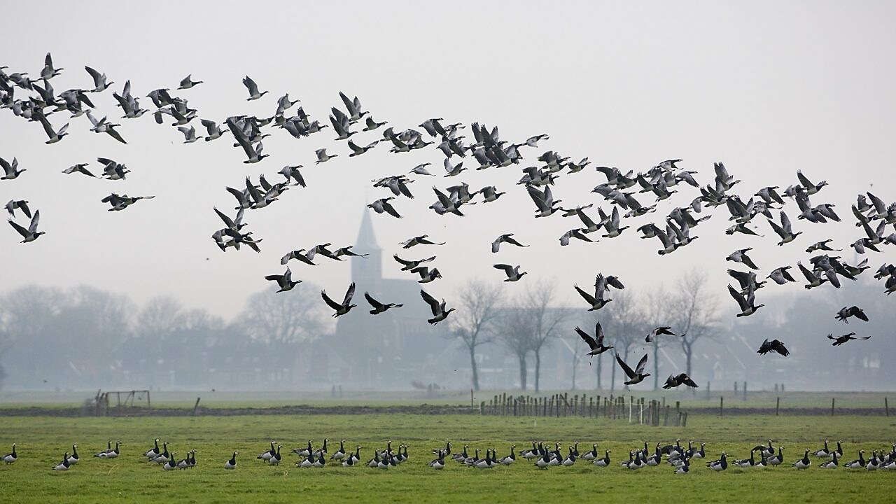 Ganzen vliegen over weiland