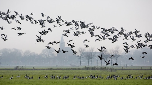 Ganzen vliegen over weiland