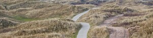 Fietspad door de duinen
