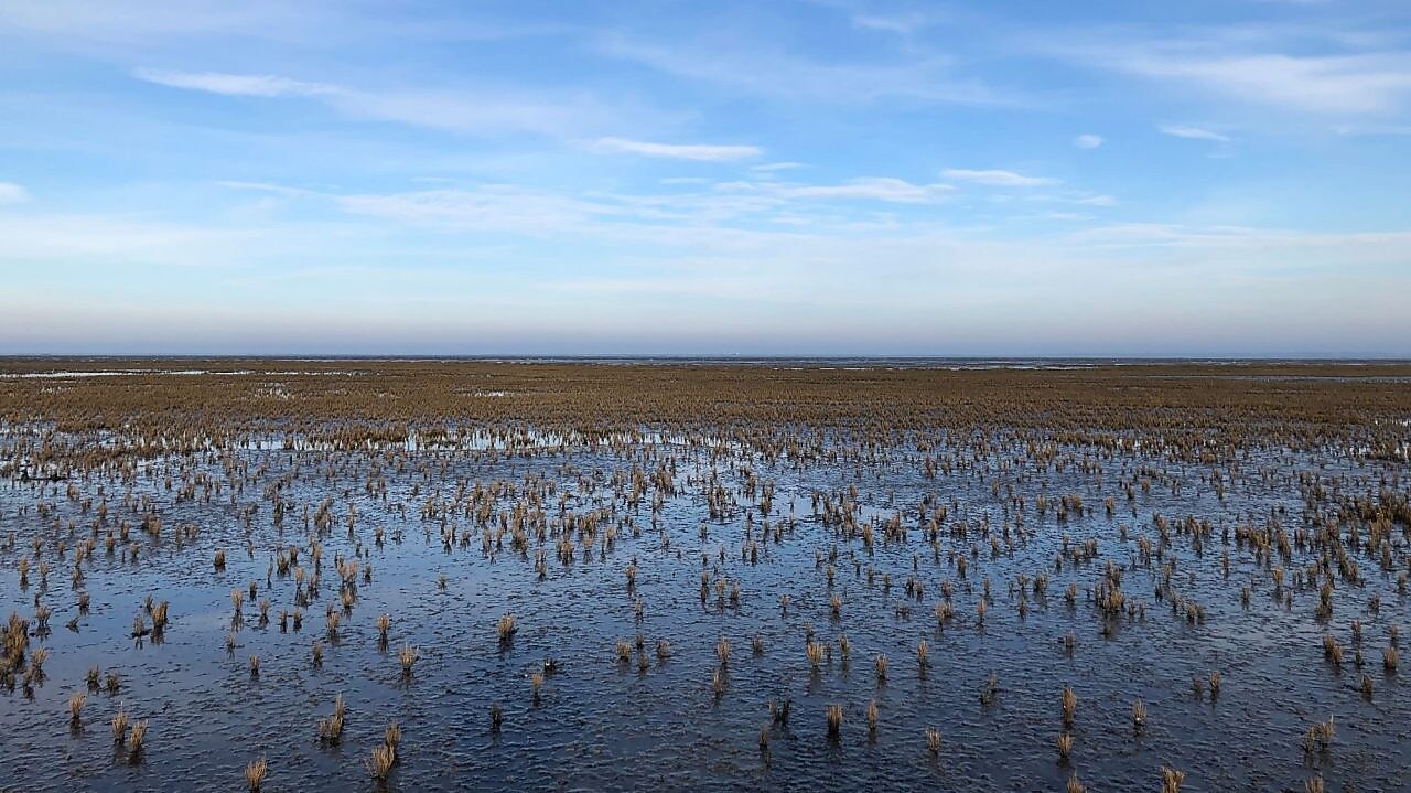 Kwelder in waddengebied