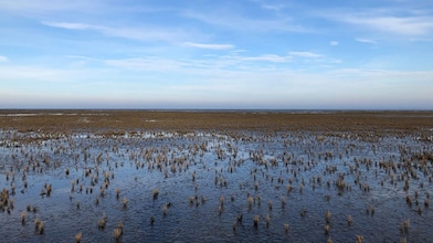 Kwelder in waddengebied