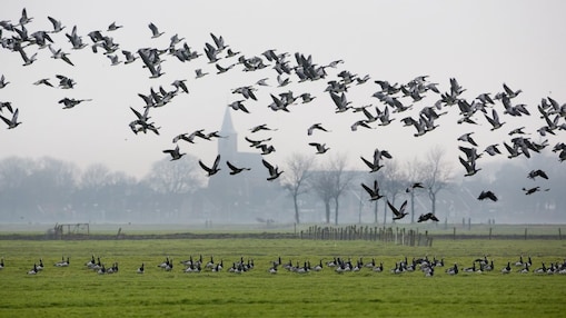 Ganzen vliegen over weiland