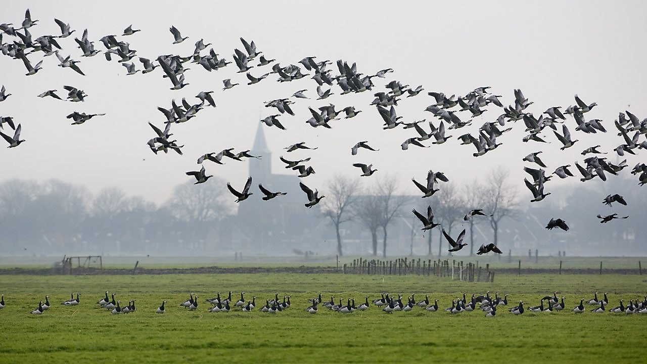 Ganzen vliegen over weiland