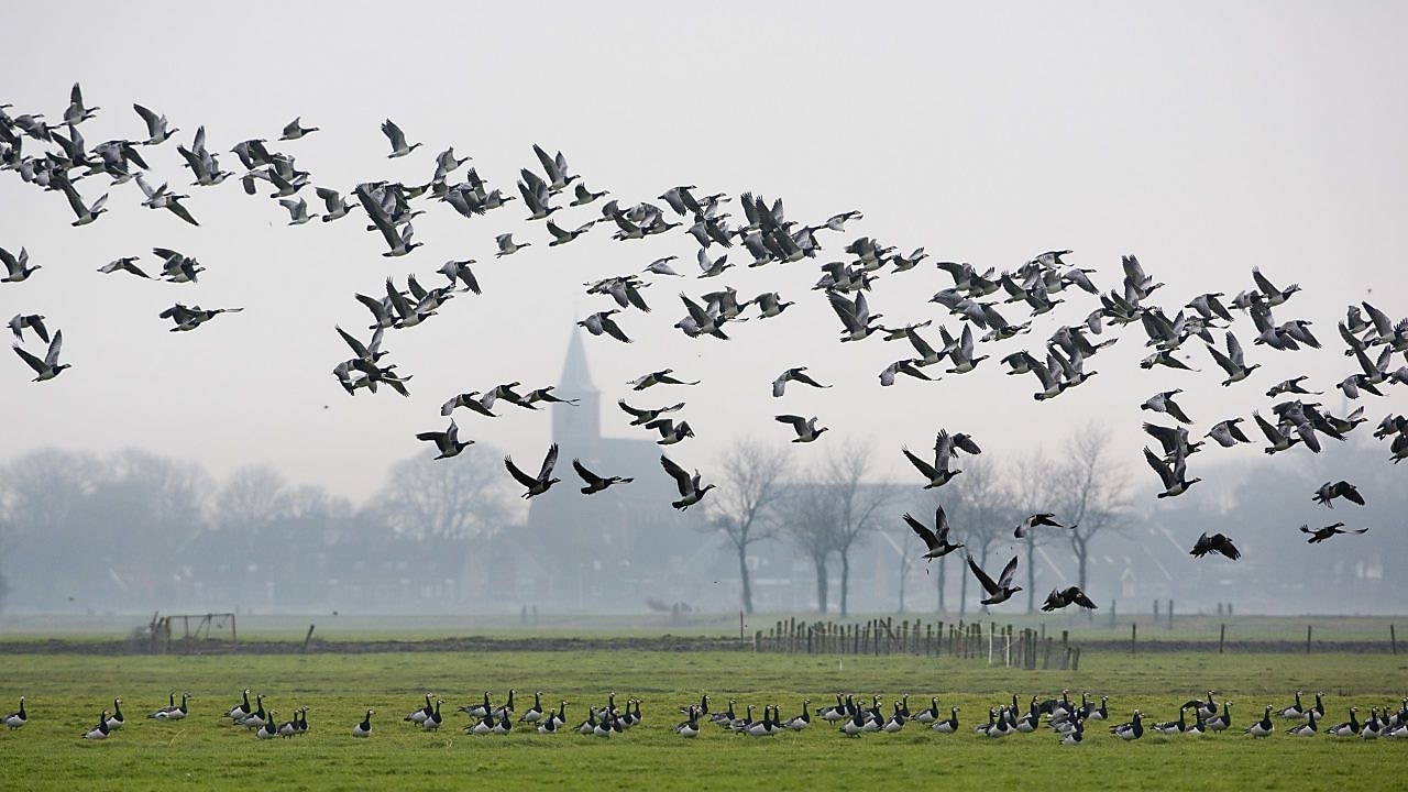 Ganzen vliegen over weiland
