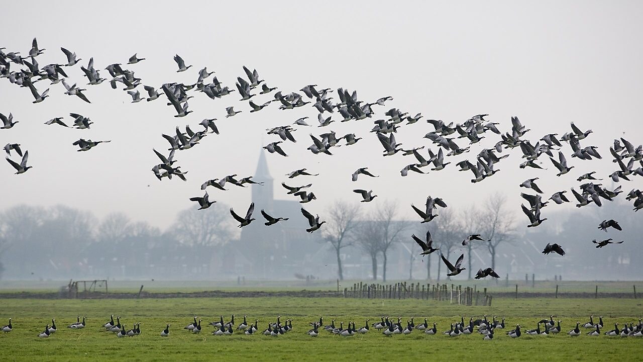 Ganzen vliegen over weiland