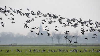 Ganzen vliegen over weiland