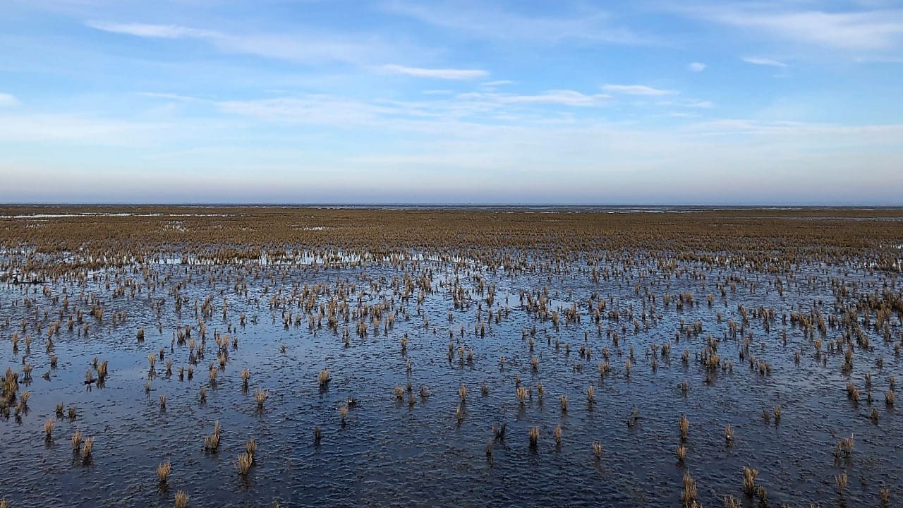 Kwelder in waddengebied