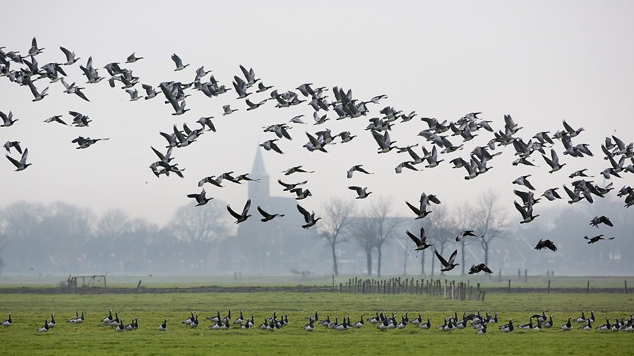 Ganzen vliegen over weiland