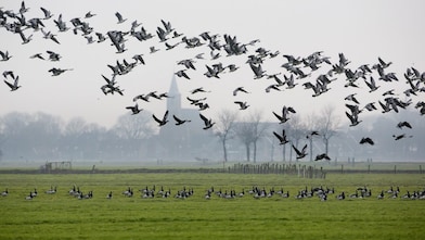 Een meisje houdt een slakkenhuis achter een vergrootglas