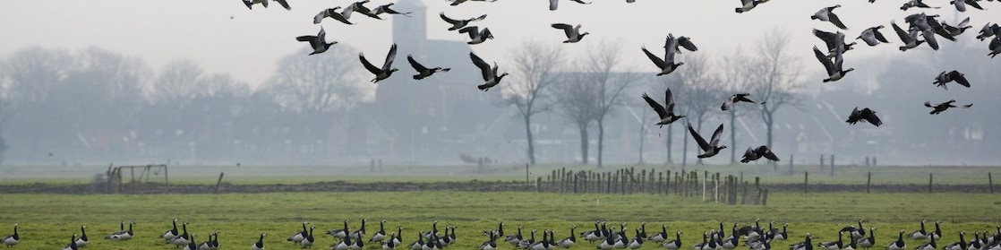 Ganzen vliegen over weiland